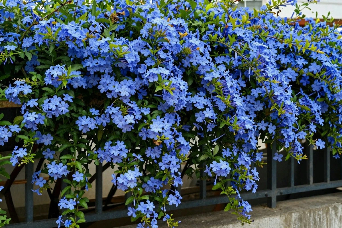 Plumbago: sekretny składnik na chłodny i piękny taras latem