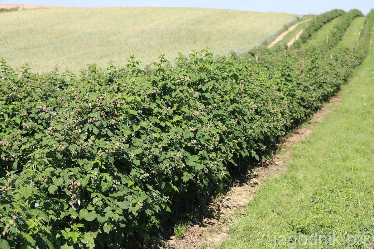 Sekretne składniki twojej maliny: 10 kropel jodu na litr wody, by zmaksymalizować plony - image 1
