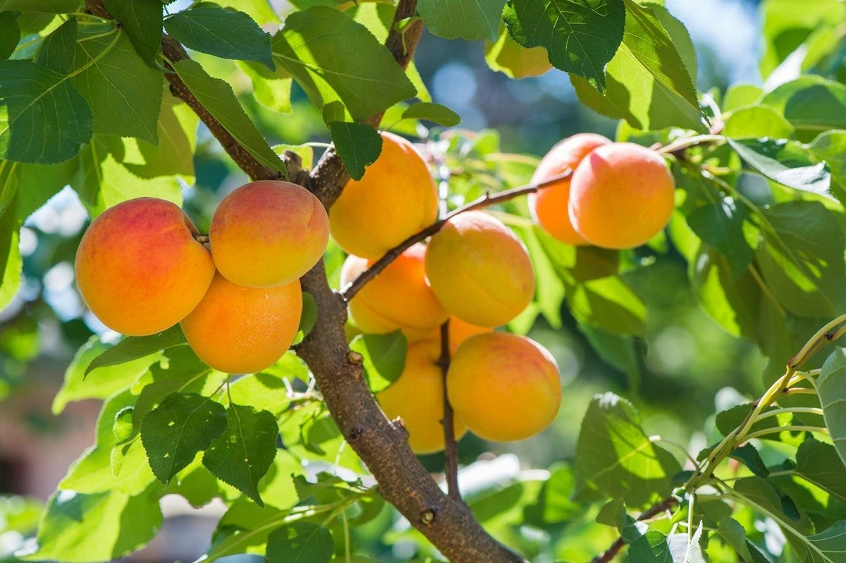 podkopajtakogro-extra-1.webp Подкопаj tak ogród w marcu – morele urosną większe niż jabłka i słodsze niż mango - image 1