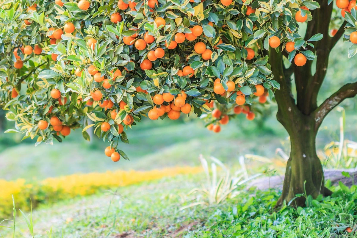 Najlepsze drzewo owocowe do polskiego ogrodu: Rodzi kilka razy w roku i nie wymaga wysiłku - image 1