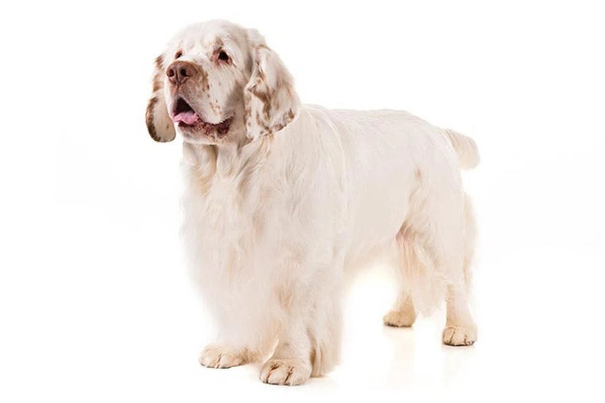clumberspanielp-extra-1.webp Clumber Spaniel: Poznaj wyjątkową rasę psa, która zaskoczy Cię swoim spokojem i charakterem. - image 1