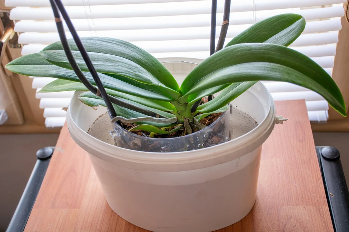 Babcia zdradziła mi sekret na kwitnące orchidee. Teraz wiem, dlaczego jej kwitną cały rok
