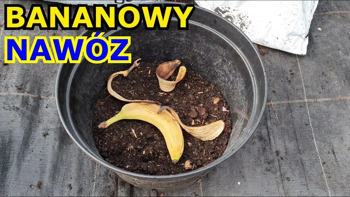 Bananowa skórka i sól: sekret bujnego kwitnienia roślin, o którym większość zapomina - image 1