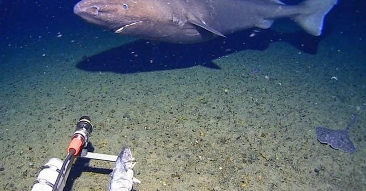 Niezwykłe spotkanie na dnie Oceanu Południowego: naukowcy nie dowierzają własnym oczom