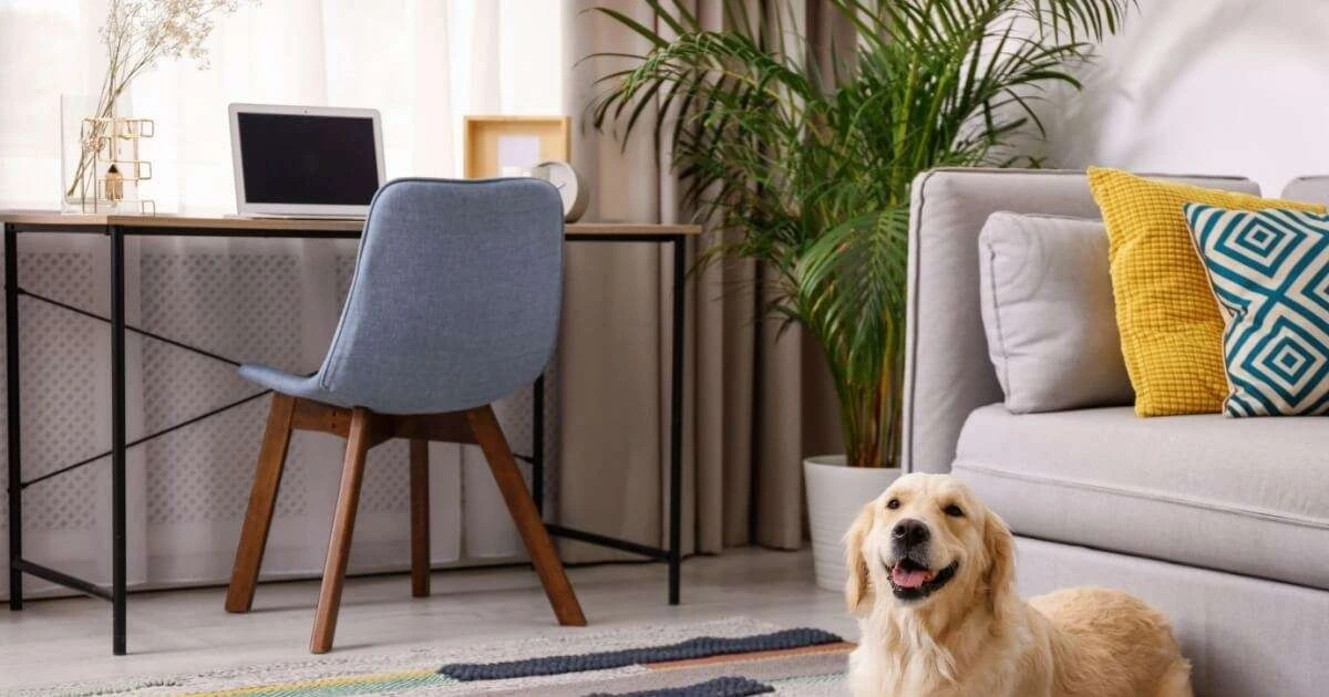 Pet-friendly dekoracje: 5 kluczowych zasad, by Twój dom był bezpieczny dla pupila