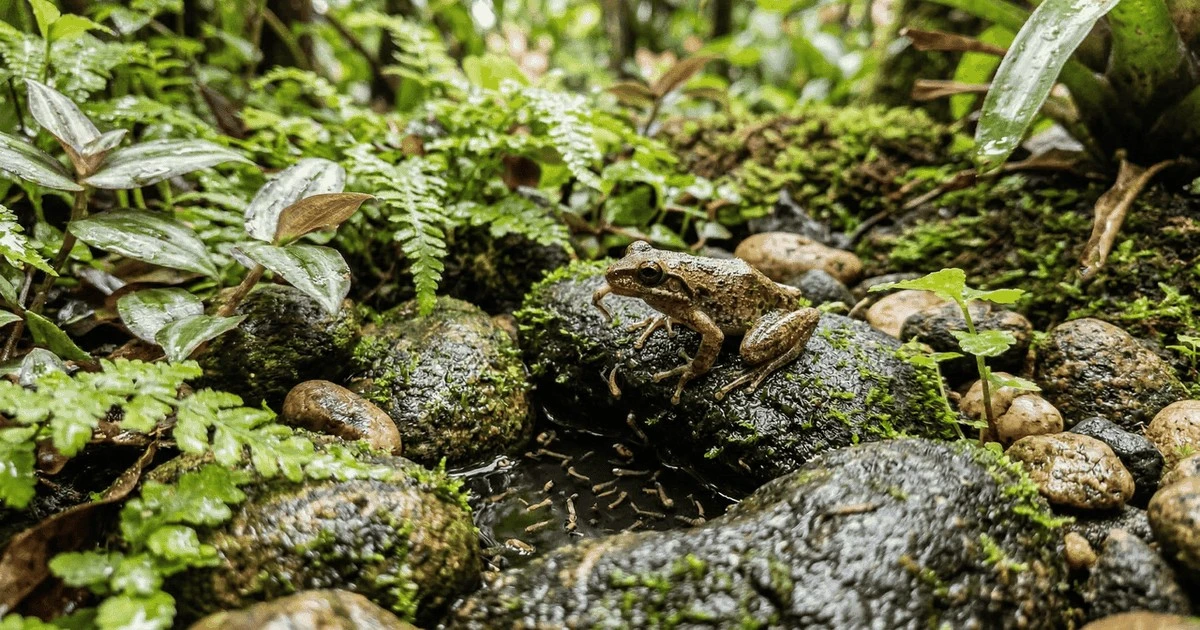 Dlaczego w wiejskich domach nie ma nadmiaru komarów przy oknach? Sekret tkwi w pozostawianiu szczelin w chodnikach.