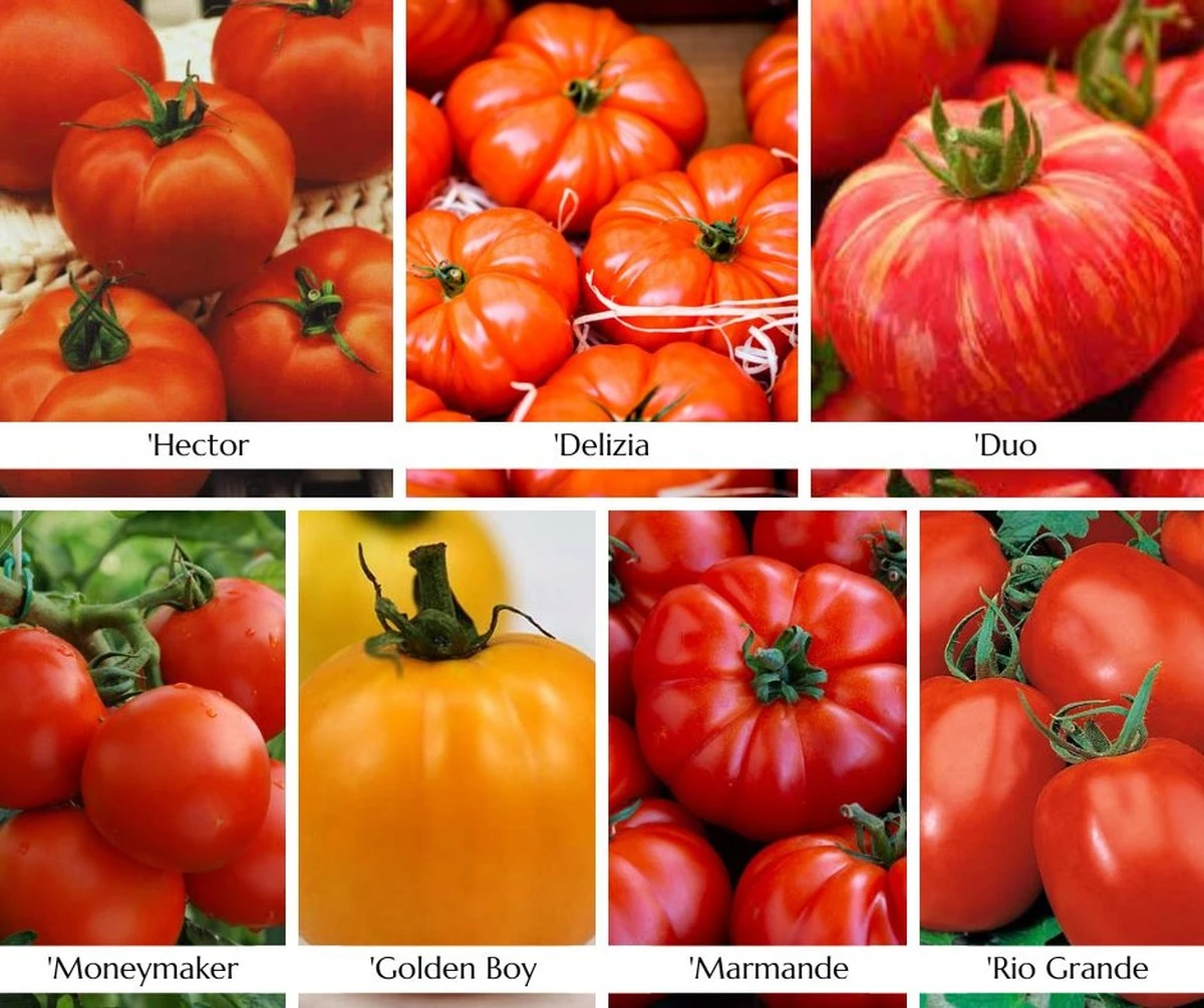 pomidordesperad-extra-1.webp Pomidor