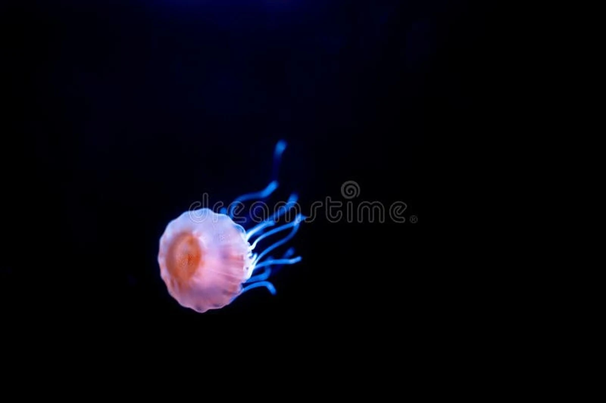 Ukryte zagrożenie w morzu: Dlaczego mała meduza jest groźniejsza niż rekin - image 1