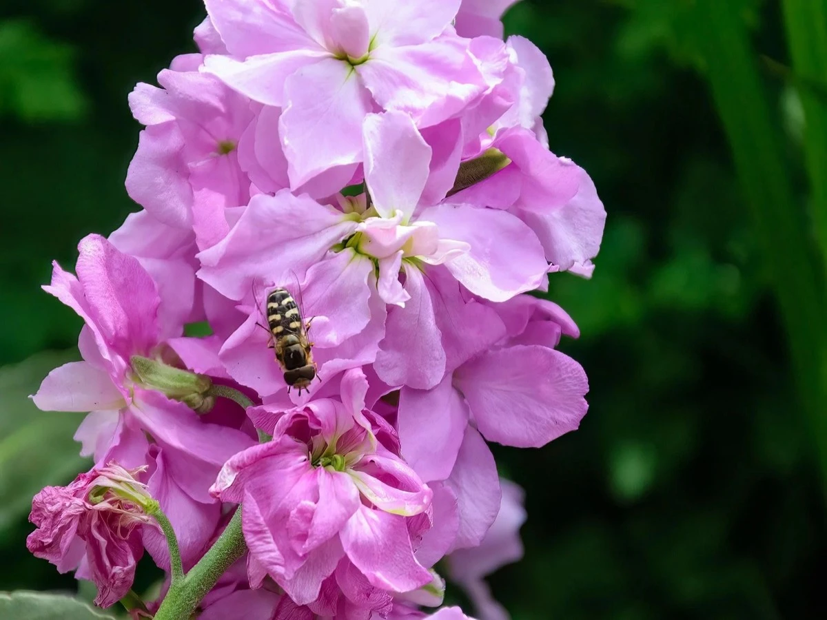 Lewkonia letnia zamiast pelargonii – zasiej ją w marcu, by cieszyć się wiosennym kwitnieniem