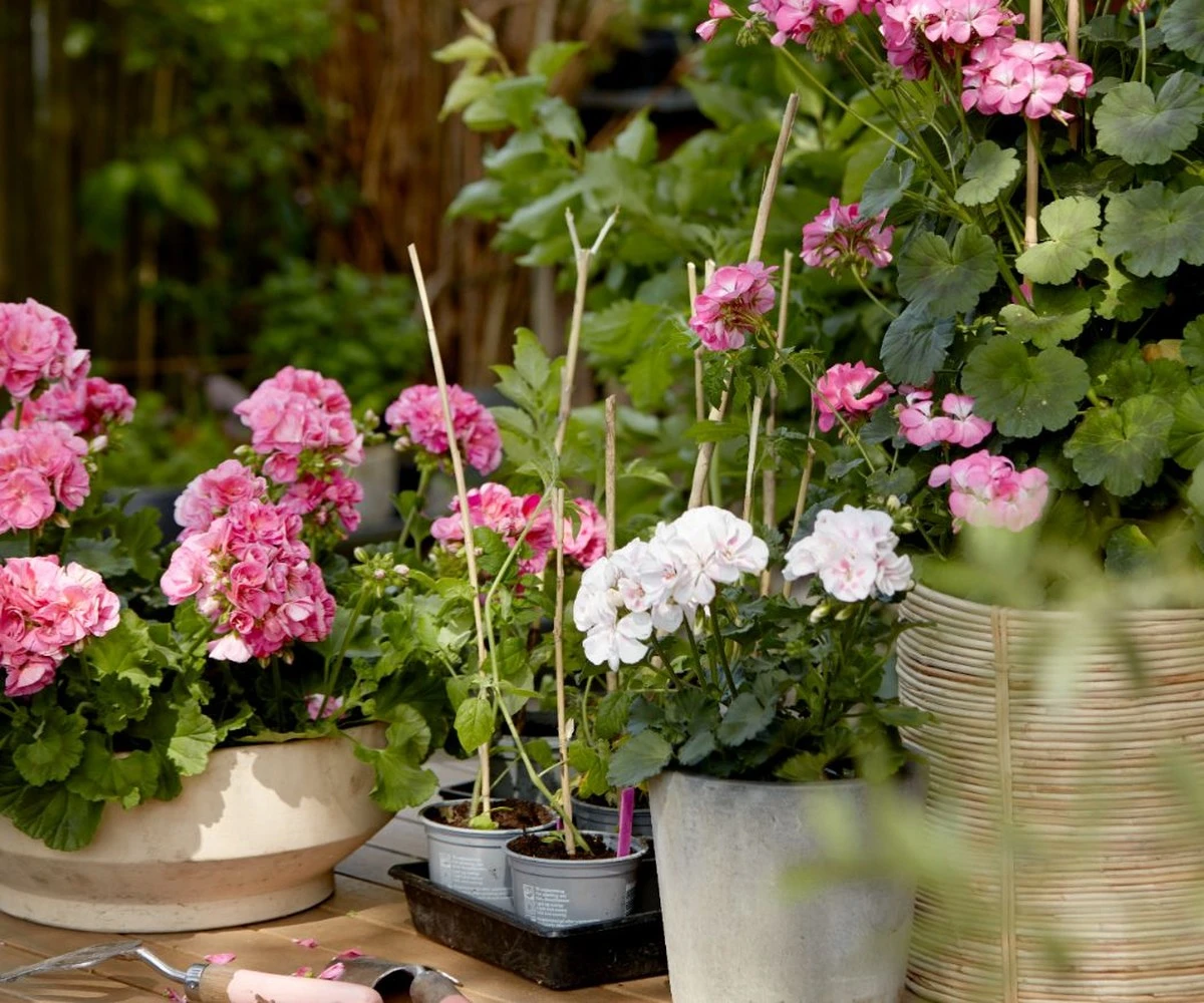 geraniumwmarcuy-extra-1.webp Geranium w marcu: łyżka