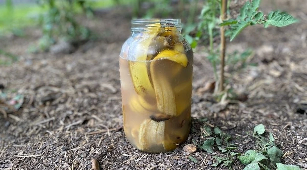 Sprawdzony trik z obierek banana i soli doda blasku Twoim roślinom zimą - image 1