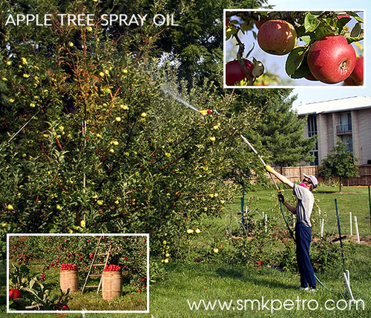 dlaczegowiosenn-extra-1.webp Dlaczego wiosenne pryskanie drzewek mocznikiem to sekret słodszych i soczystych jabłek - image 1