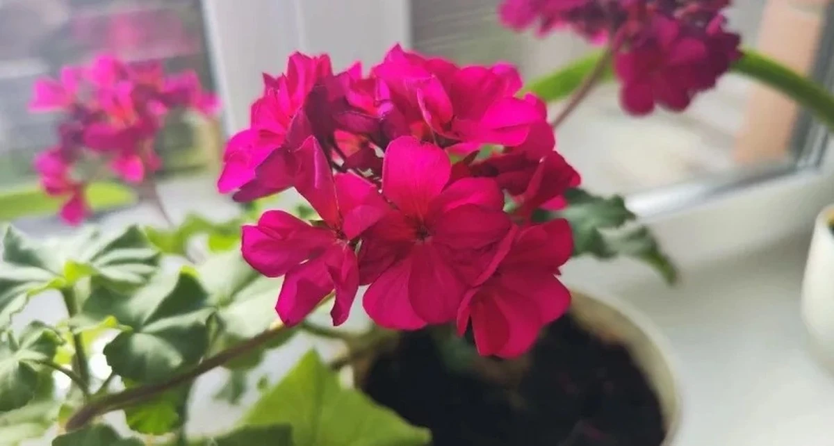 Sekret kwitnącej pelargonii: Cięcie "3-5-7" w lutym przerodzi geranię w bujny krzew w miesiąc