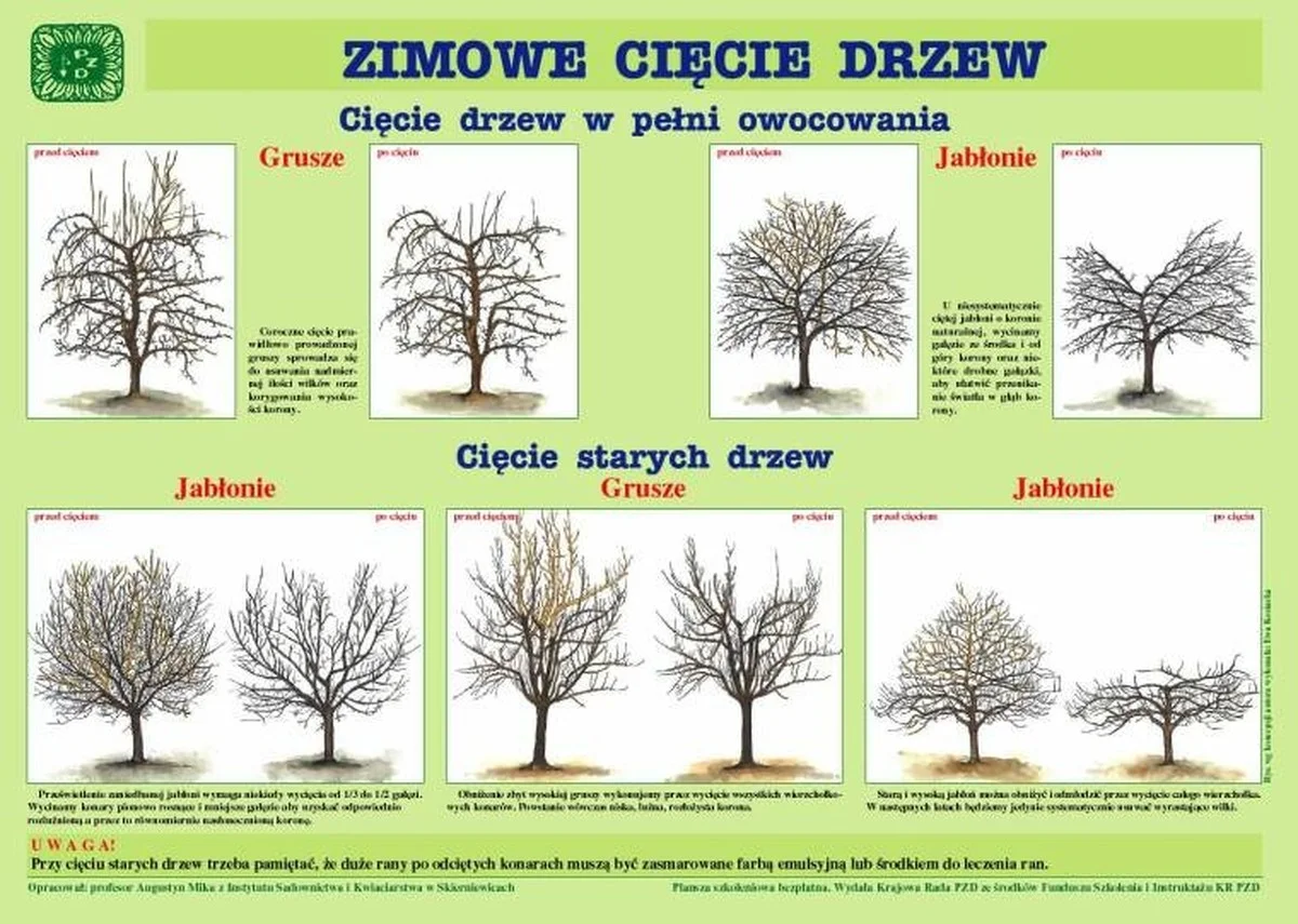 styczniowecieci-extra-1.webp Styczniowe cięcie drzew i krzewów: Jakie błędy kosztują Ci rośliny i kwiaty? - image 1