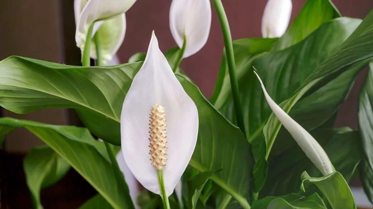 Sekretny sposób na obfite kwitnienie spathiphyllum: drastyczne cięcie, które odmieni Twoją roślinę - image 1