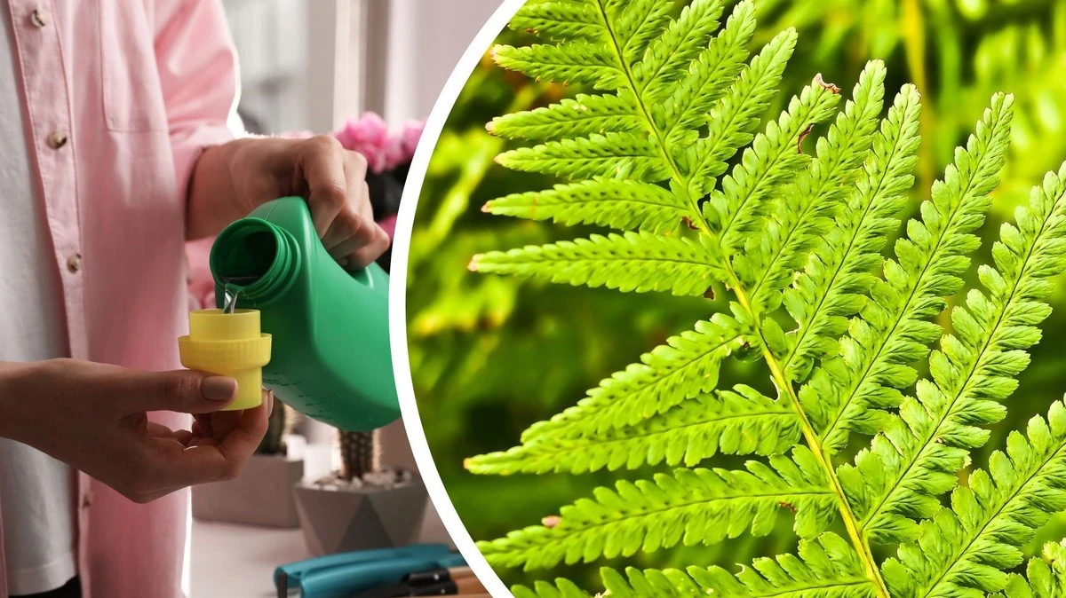 zamiastchemiczn-extra-1.webp Zamiast chemicznych nawozów, użyłem skórek tego owocu cytrusowego. Efekt na paprocie zaskoczył nawet we florystyce - image 1