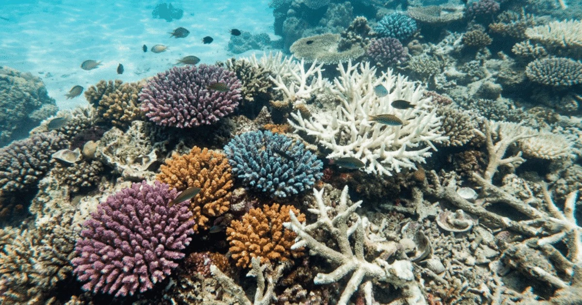 Oto „wyzwalacz śmierci” oceanów z czasów dinozaurów. Naukowcy ostrzegają: Eksterminacja już się powtarza w 2026