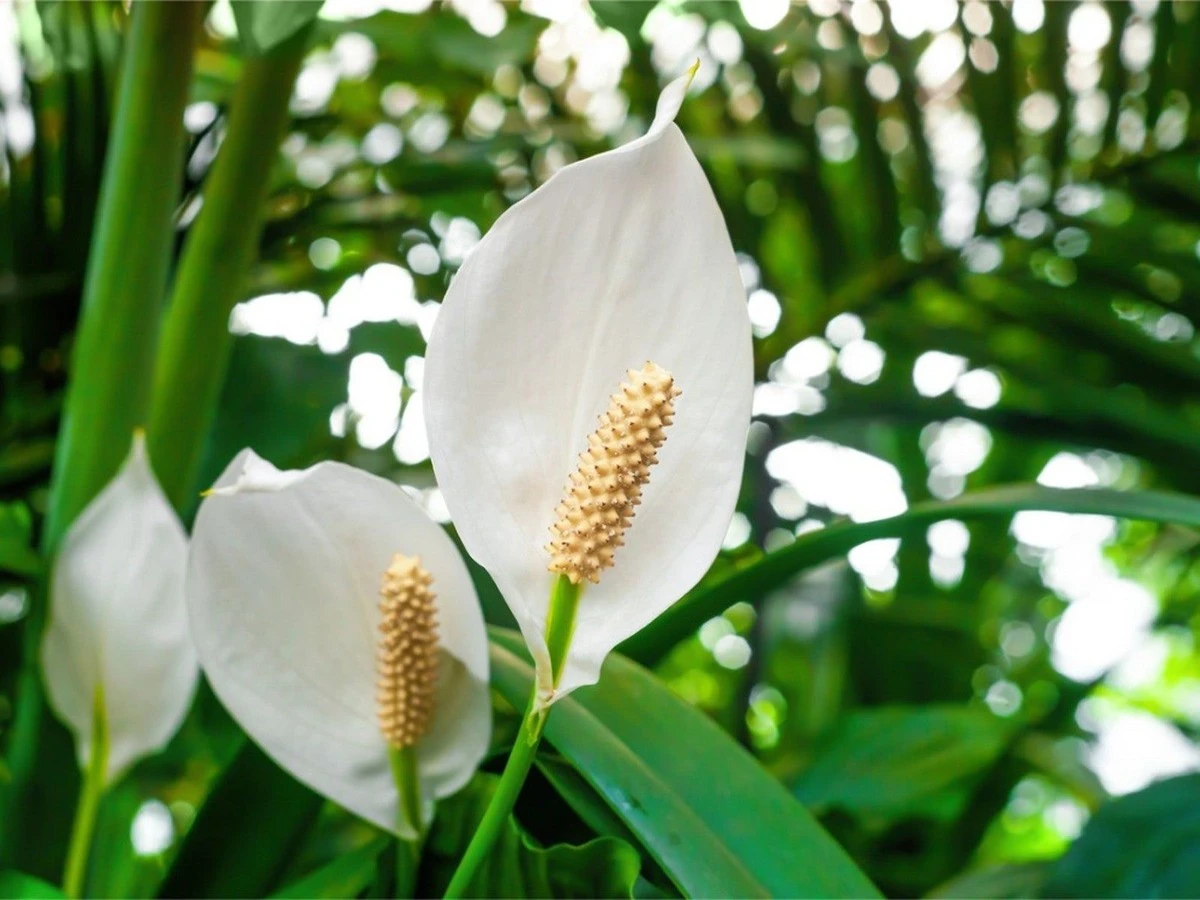 domowysposobnap-extra-1.webp Domowy sposób na potężnego spathiphyllum: zobacz, jak uzyskać 3x więcej białych żagli - image 1