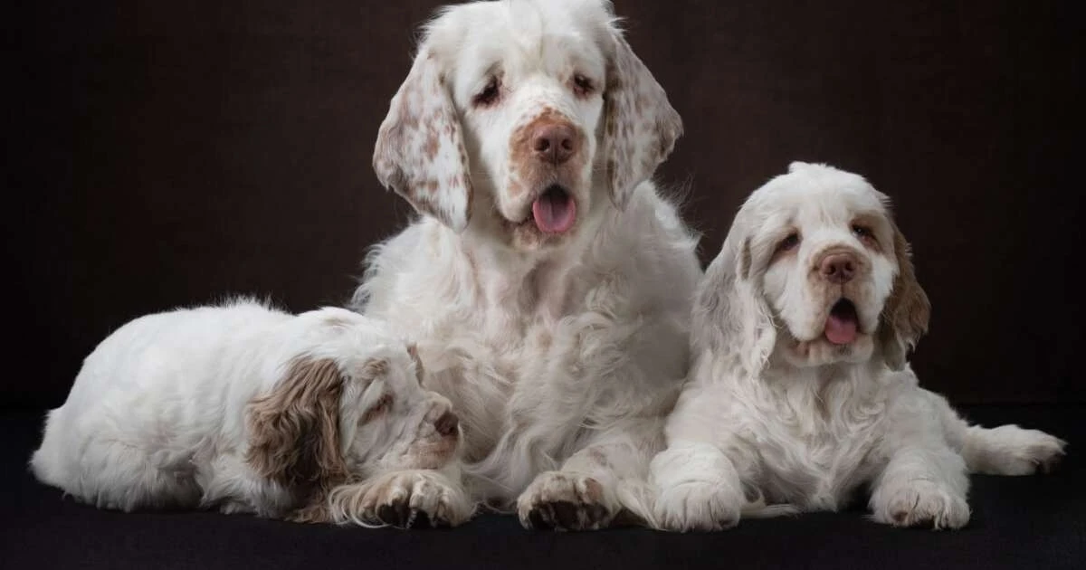 Clumber Spaniel: Poznaj wyjątkową rasę psa, która zaskoczy Cię swoim spokojem i charakterem.