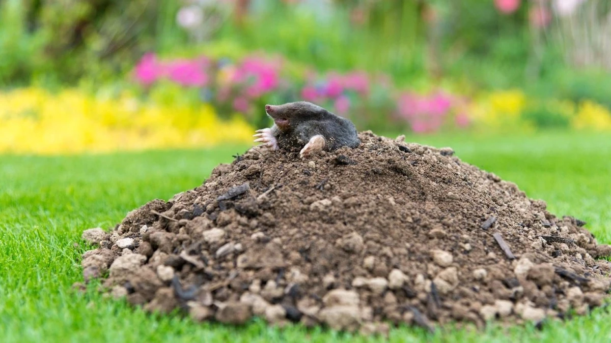 Czy 2 kulki na mole ratują Twój ogród? Rozprawiamy się z mitem działkowców - image 1