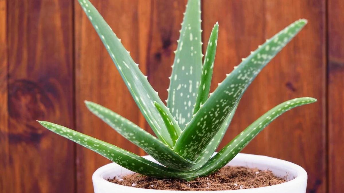 Dlaczego twoja aloes kwitnie latami, a inne padają? Sekret tkwi w jednym miejscu podlewania - image 1