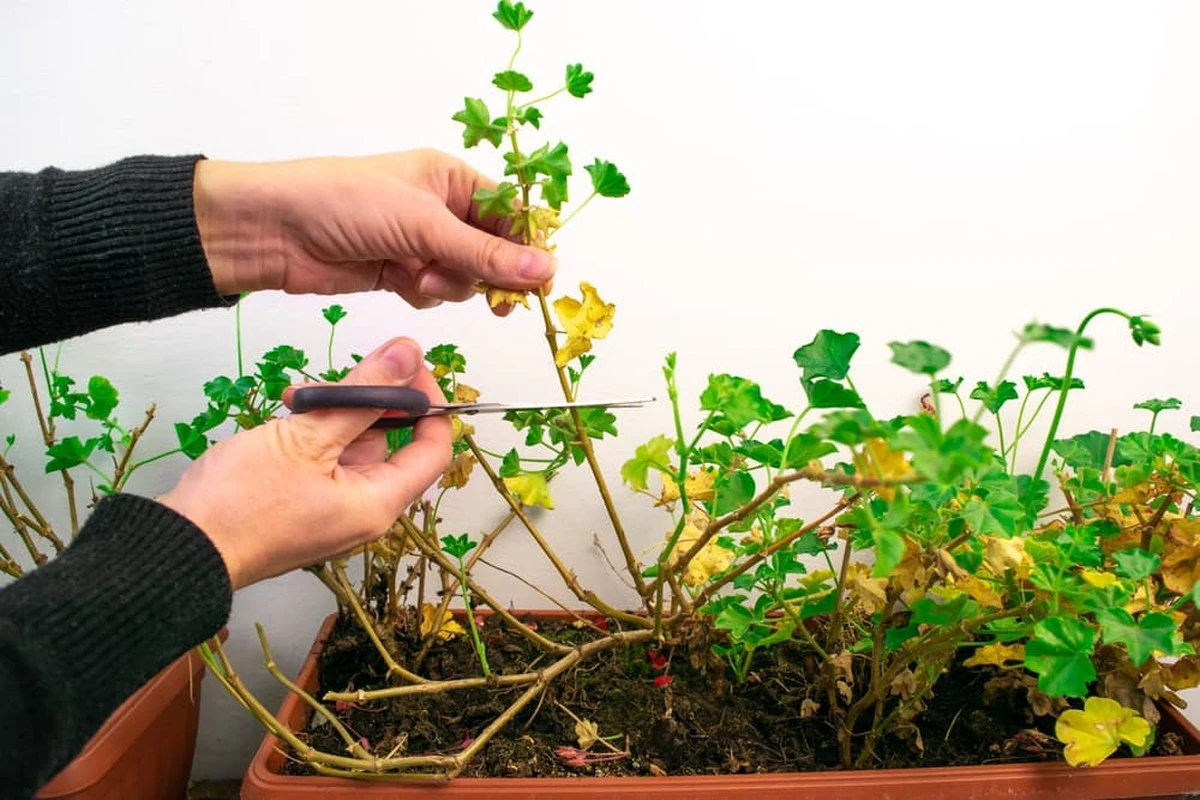 Sekret kwitnącej pelargonii: Cięcie 