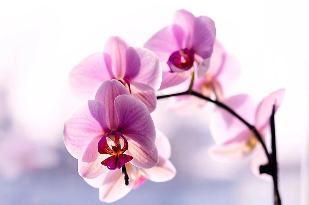 Orchideje, które nigdy nie kwitły? Ten trik ogrodniczy odmienił wszystko