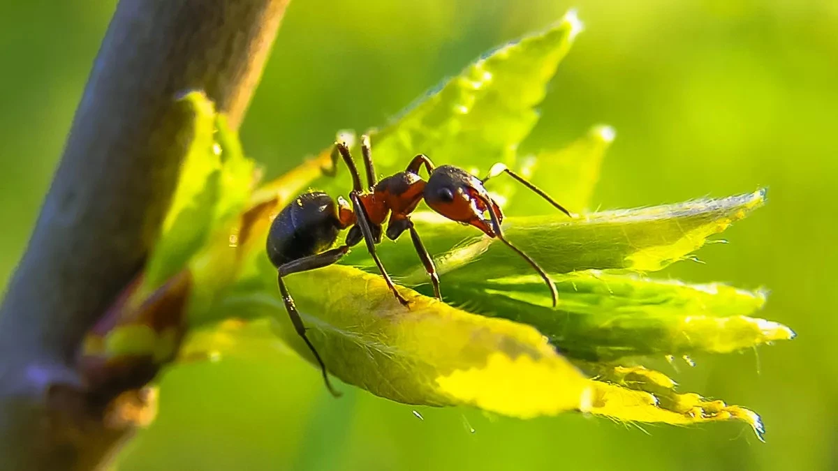 Znikają jak spod ziemi: 50 ml zasady z kuchennej szafki i mrówki odchodzą na zawsze