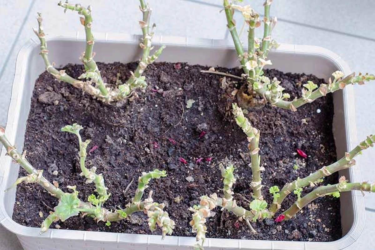 kiedywybudzicpe-extra-1.webp Kiedy wybudzić pelargonie po zimie? Połowa lutego to sekret bujnego kwitnienia - image 1