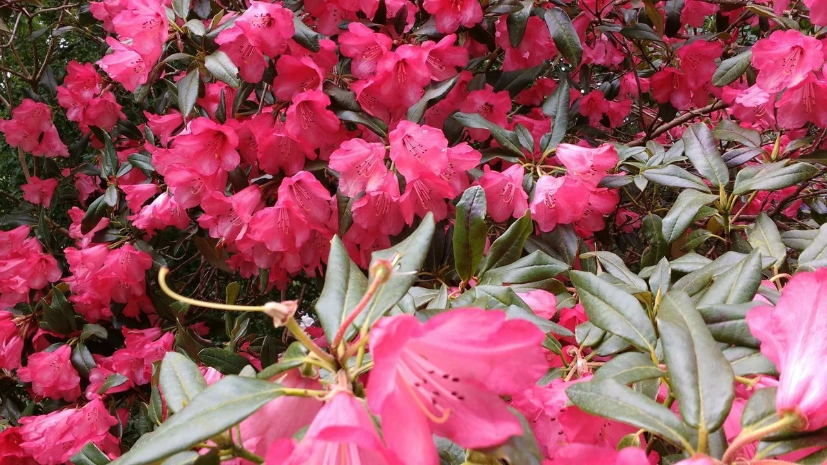 Jak rozmnożyć rododendron? 3 sprawdzone sposoby, by mieć więcej kwiatów za darmo