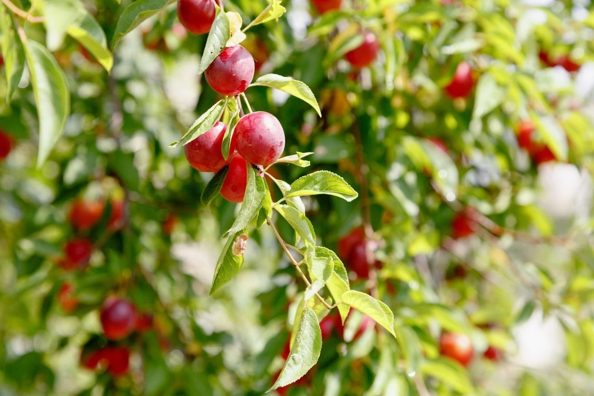 dwakubkitejmies-extra-1.webp Dwa kubki tej mieszanki pod drzewko i zbierzesz 100 kg wiśni oraz śliw – kosza na taki plon może zabraknąć - image 1