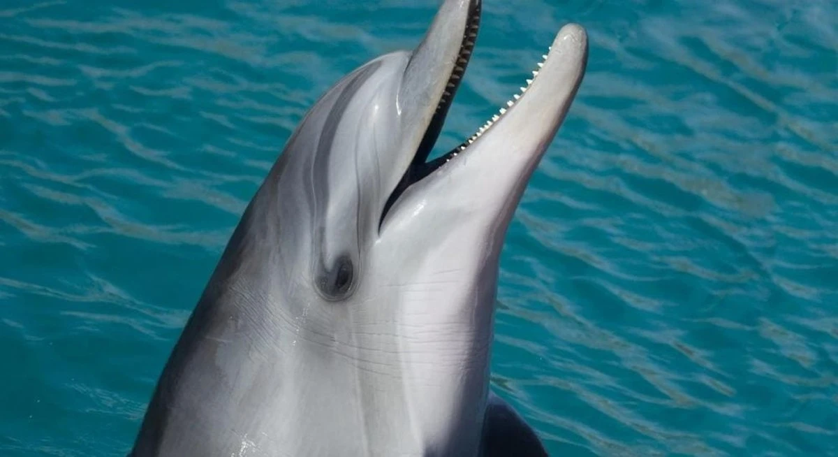 Naukowcy odnaleźli nagranie z lat 40. z pieśnią wieloryba – co skrywa mrok oceanu?