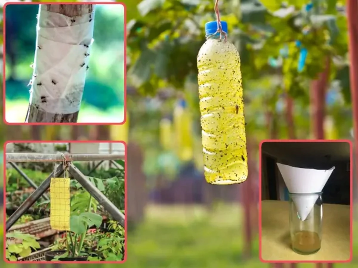 Proste sposoby na pozbycie się karaluchów z twojego domu – bezpieczne i skuteczne! - image 1