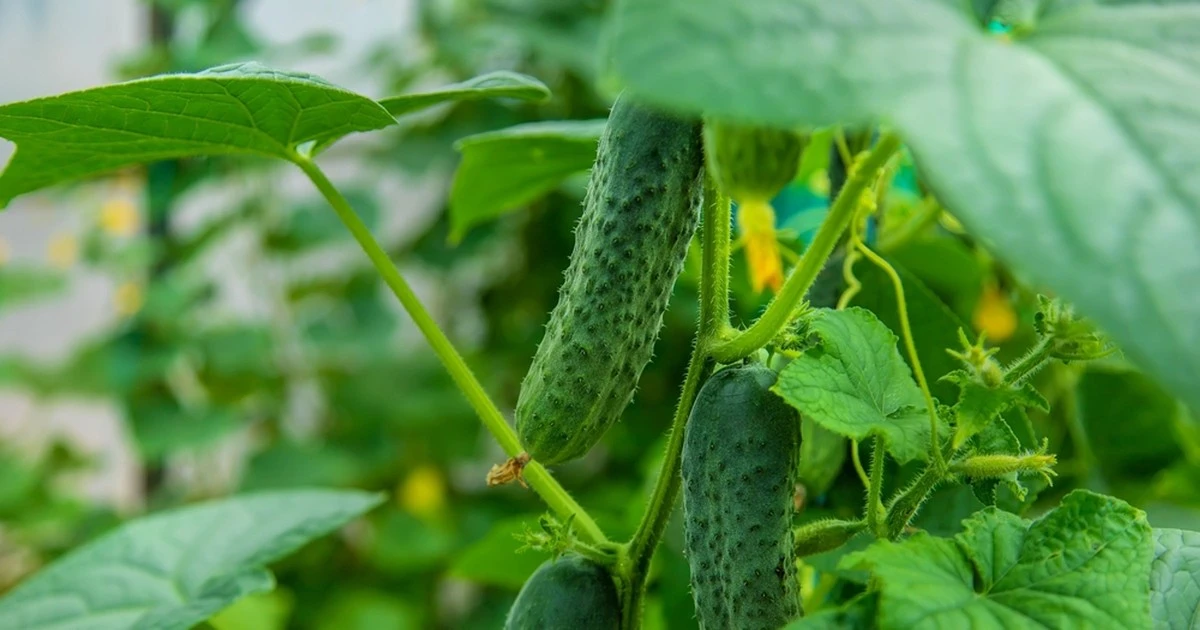 3 triki biologa dla obfitości ogórków – od czerwca do samego końca sezonu - image 1