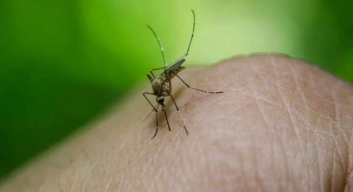 Komary jako broń przeciw chorobom: naukowcy odkryli zaskakujący sposób szczepienia nietoperzy