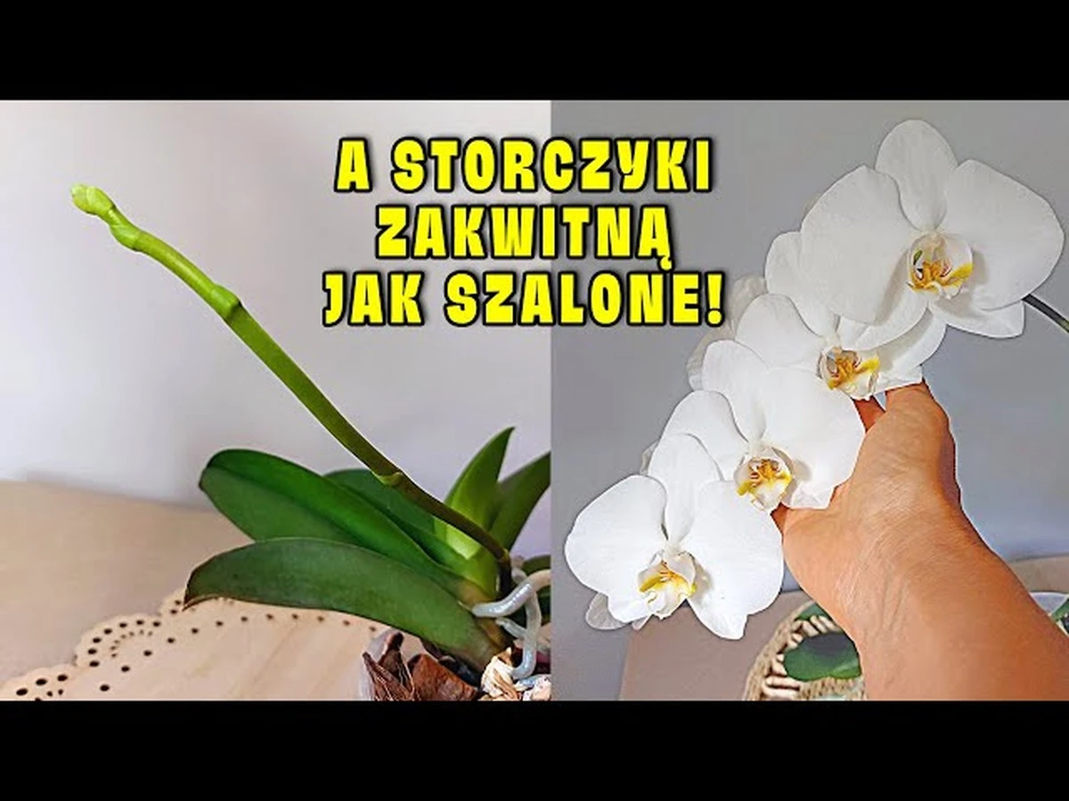 Dlaczego Twój storczyk odmawia kwitnienia? Sprawdzony trik z jabłkiem, który działa - image 1
