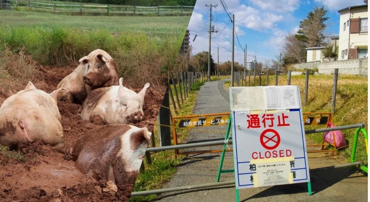 Dlaczego w Strefie Wykluczenia Fukushimy żyją dzikie świnie, a natura tworzy nowe gatunki?