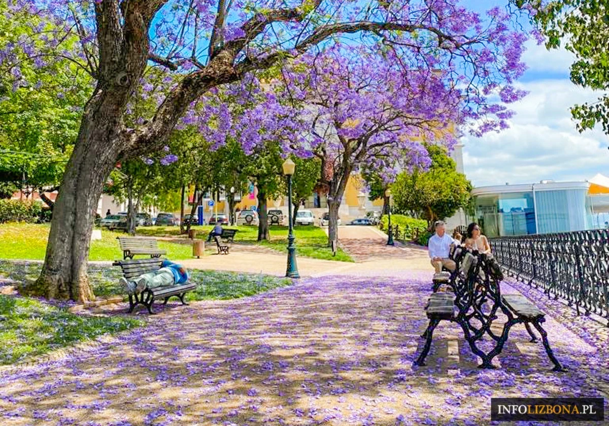 ipeamarelosekre-extra-1.webp Ipê Amarelo: sekret