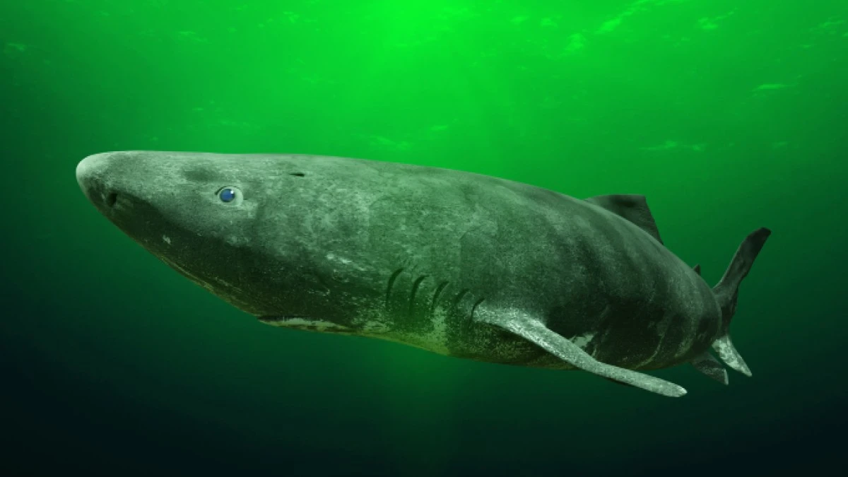 Rekiny: Niezmienieni władcy oceanów przez 400 milionów lat - image 1
