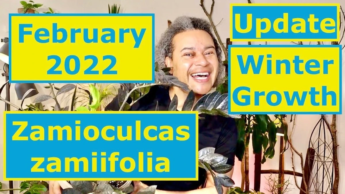 zamiokulkasnier-extra-1.webp Zamiokulkas nie rośnie zimą? Kluczowy warunek jego spokoju (i jak go obudzić na wiosnę) - image 1