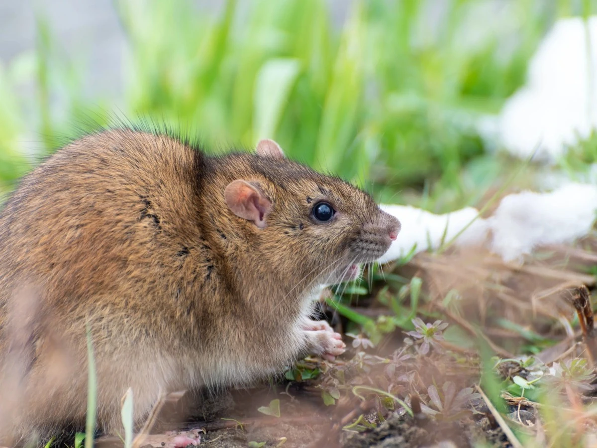 Ogród wolny od karczowników: 4 metody, które ochronią Twoje rośliny przez całą zimę