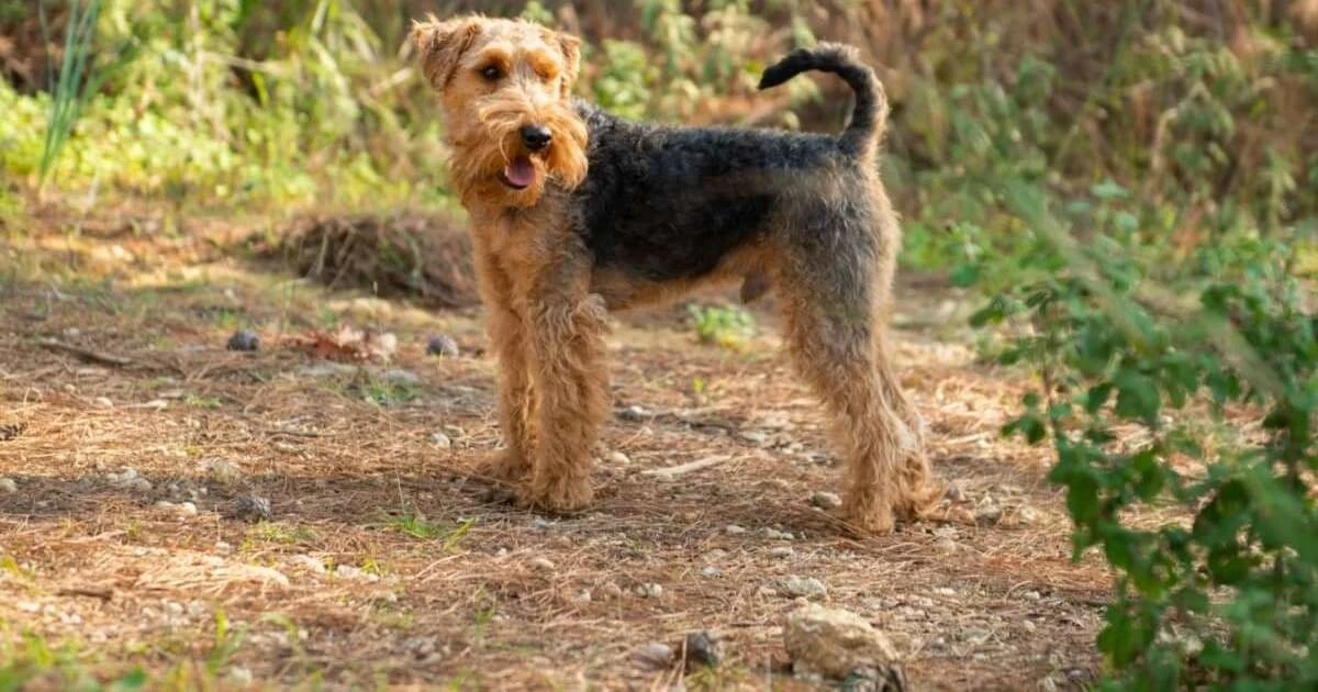 Welsh terrier: poznaj cechy tej niezwykłej rasy psów