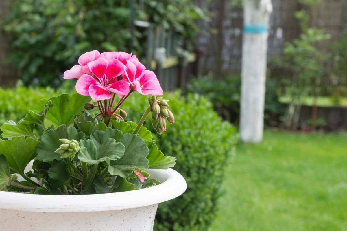 kurkumaiglicyna-extra-1.webp Kurkuma i glicyna: sekret bujnego kwitnienia geranium na wyciągnięcie ręki - image 1