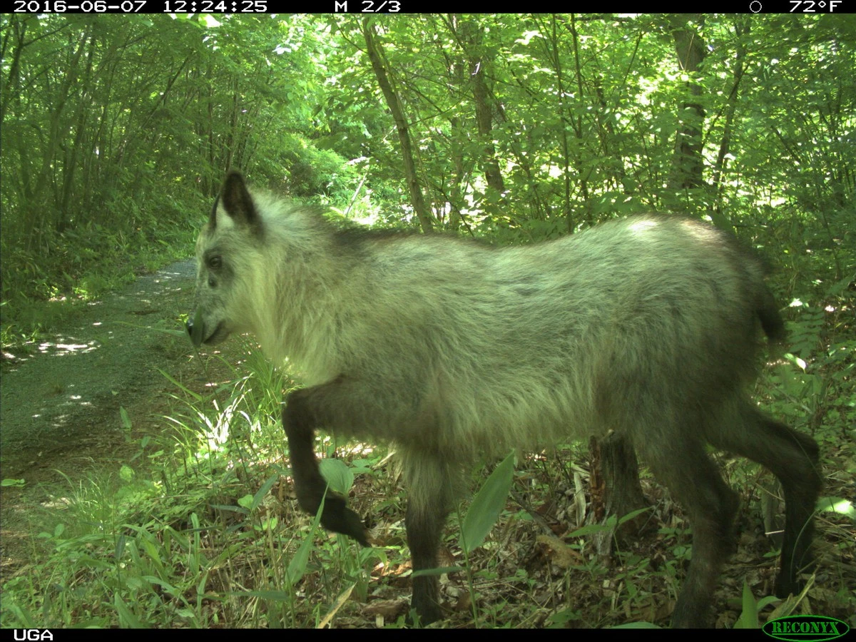 dlaczegowstrefi-extra-1.webp Dlaczego w Strefie Wykluczenia Fukushimy żyją dzikie świnie, a natura tworzy nowe gatunki? - image 1
