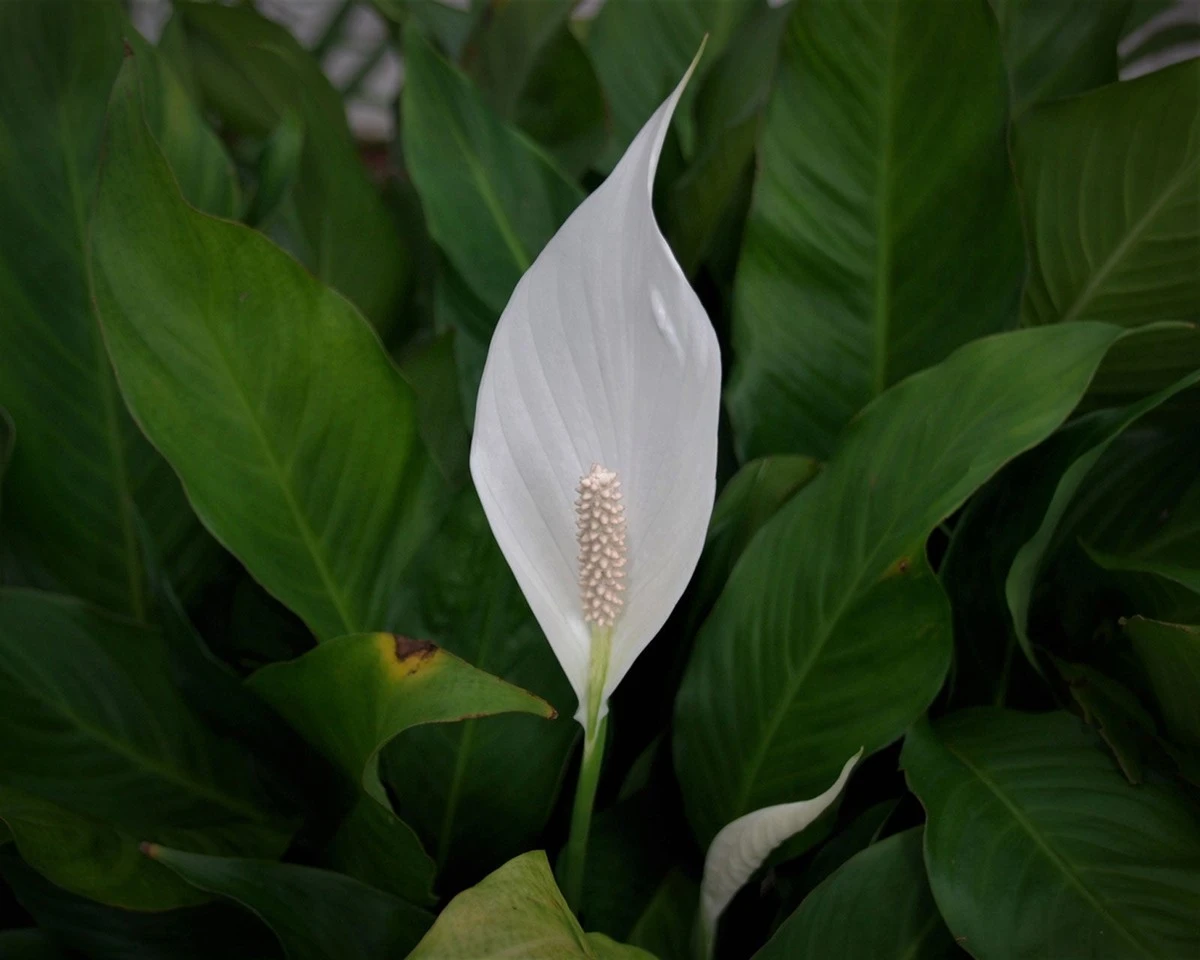 Sztuczka z łyżką wody dla spathiphyllum: пышное цветение до самой осени - image 1