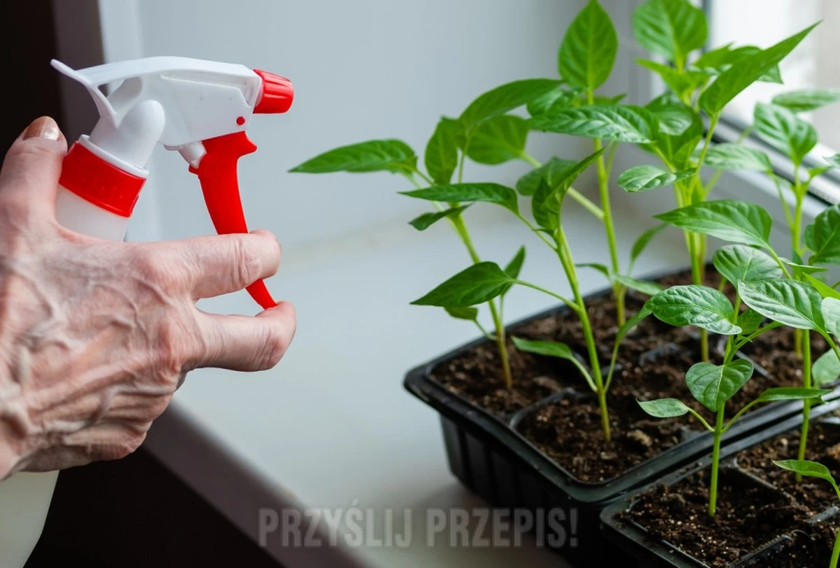 2 tabletki na litr, a sadzonki pędzą jak szalone: wyrosły mocne i zdrowe – świetna odżywka - image 1
