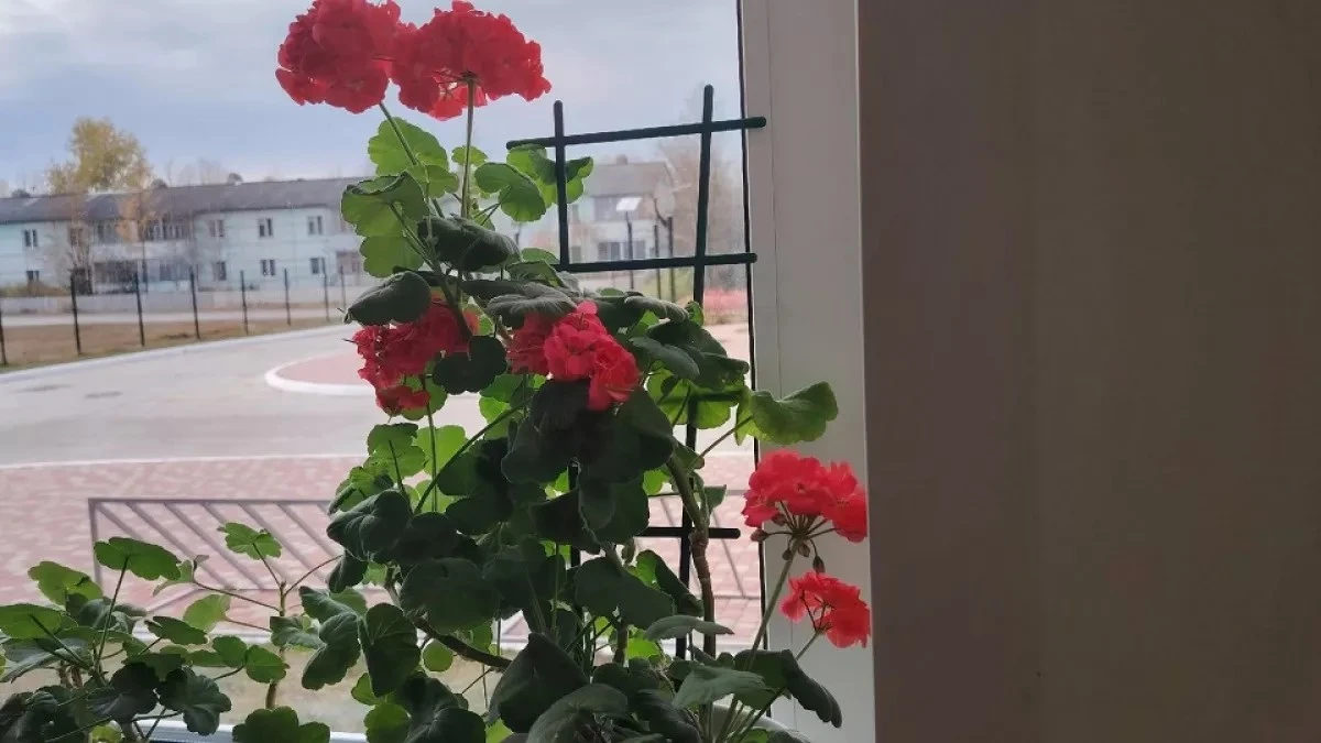 Geranium w marcu: łyżka "eliksiru" pod korzeń, a zakwitnie aż do jesieni