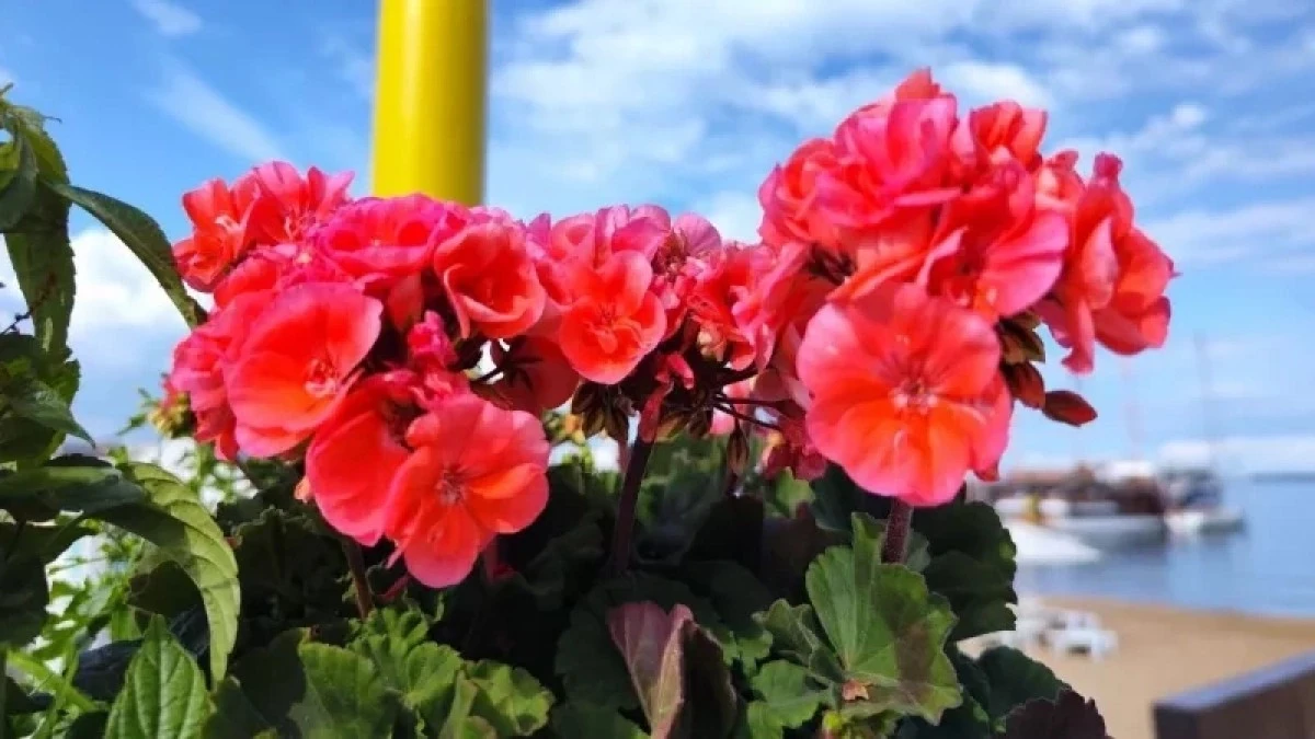 Domowy sposób na bujne kwitnienie pelargonii: 1 szklanka na doniczkę, a zobaczysz różnicę!