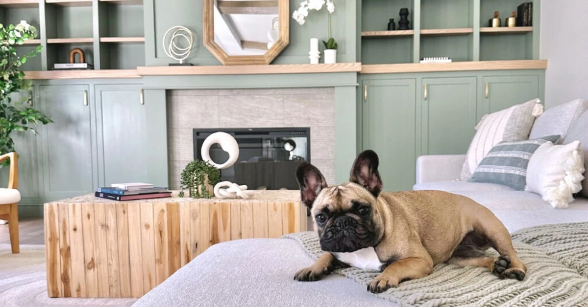 Pet-friendly dekoracje: 5 kluczowych zasad, by Twój dom był bezpieczny dla pupila - image 1