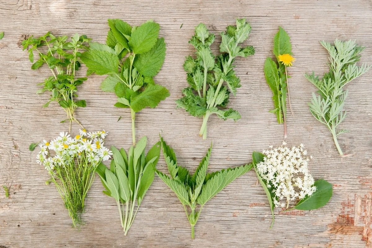 Zioła z chodnika: Twój naturalny aptekarz w kuchni – jak zaparzyć potężny napar? - image 1